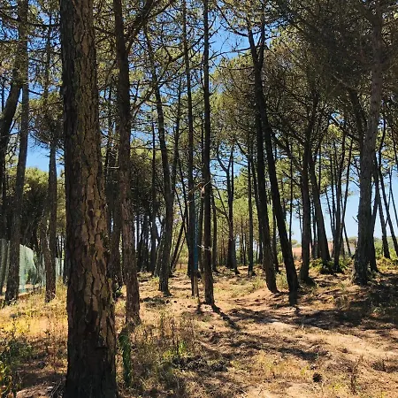 Forest Village *
